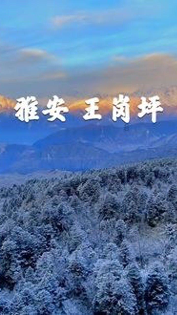 寻找萌宠松鼠
